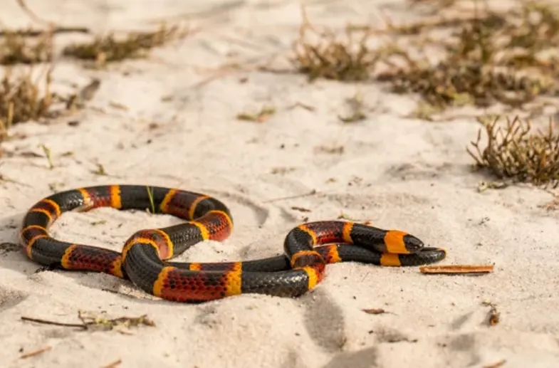 coral snake