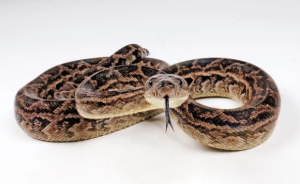 The Cuban Boa: A Fascinating Serpent of Cuba - Reptile Craze