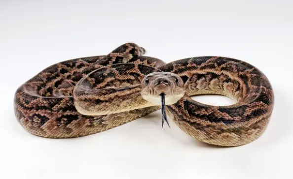 Cuban Boa