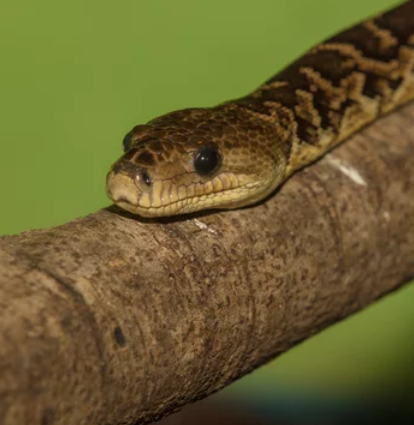 Cuban Boa