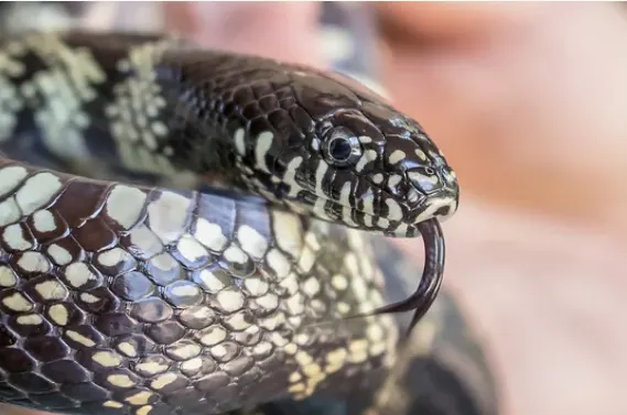 desert kingsnake