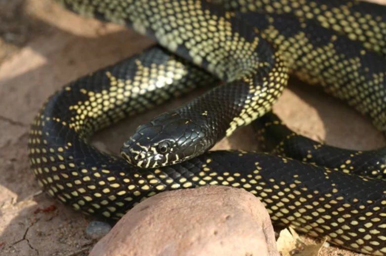 desert kingsnake