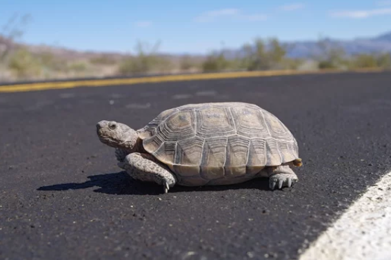 Desert Tortoise