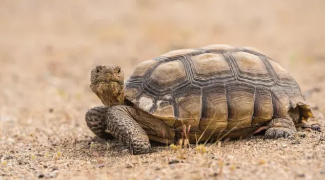 Desert Tortoise