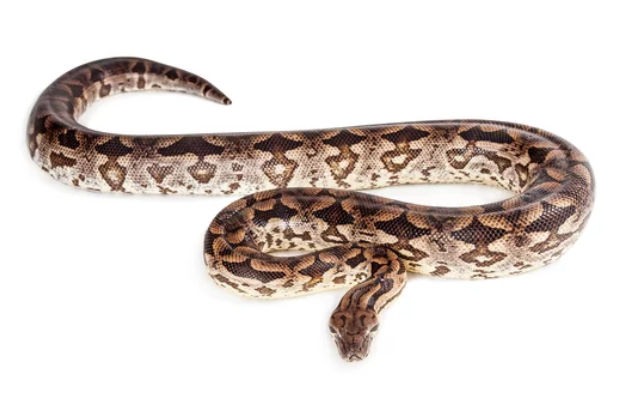 Dumeril’s boa