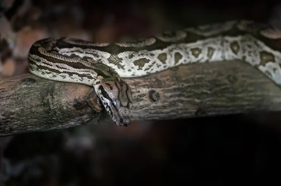 Dumeril’s boa