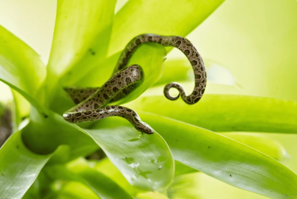 dwarf boa