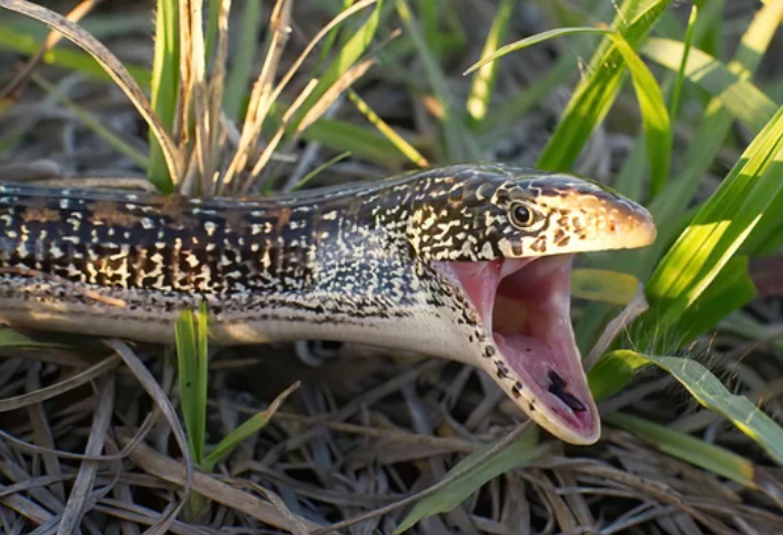 Eastern Glass Lizard