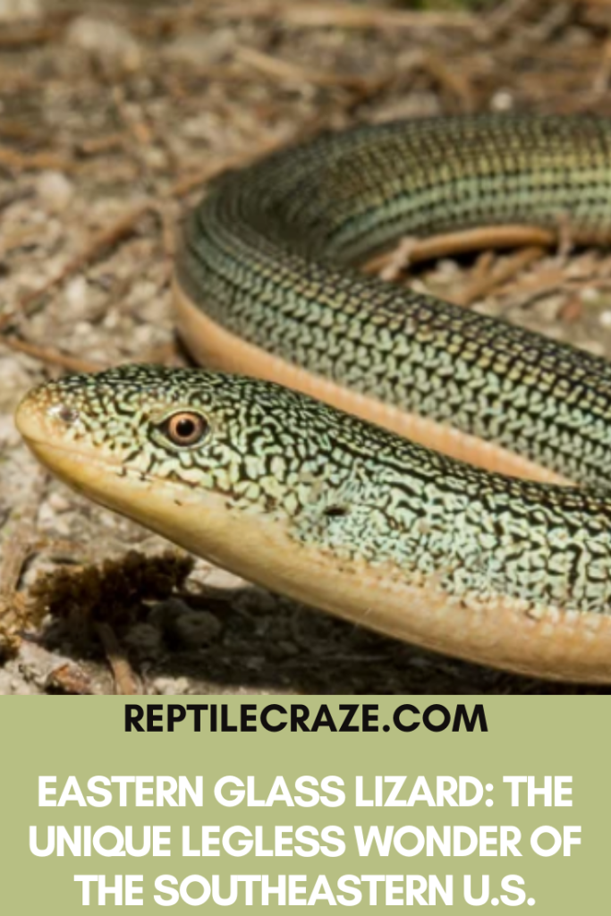 eastern glass lizard