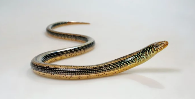 Eastern Glass Lizard