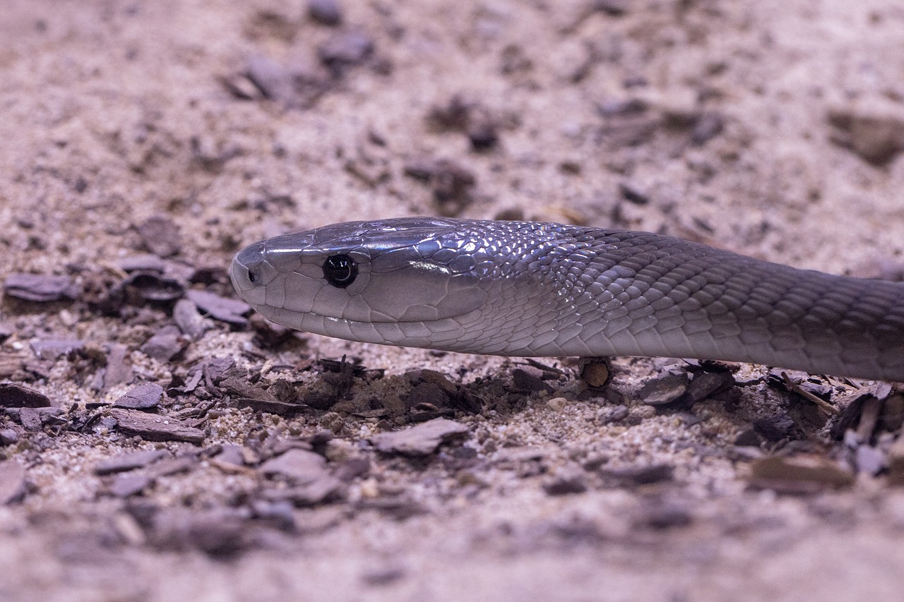 Black Mamba (Dendroaspis polylepis)