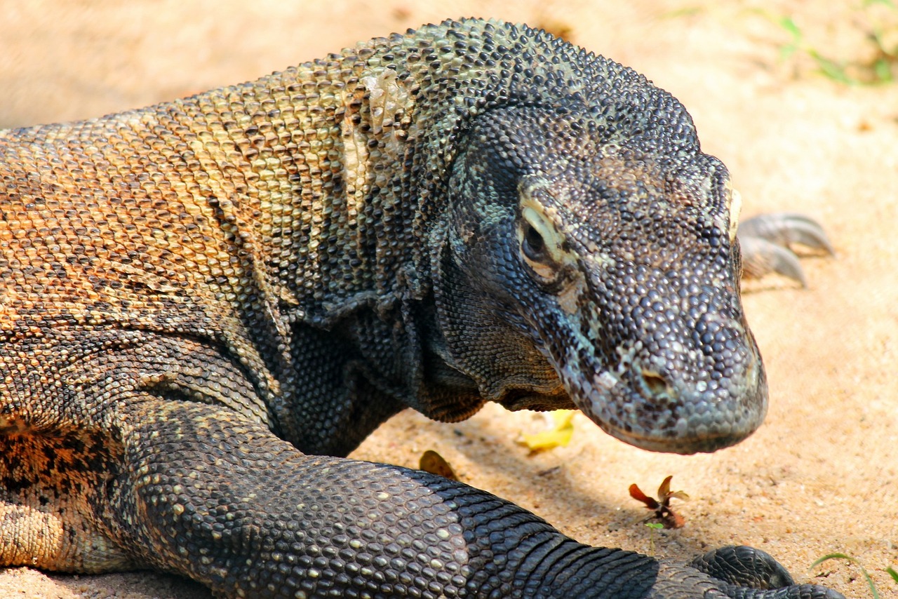 Komodo Dragon (Varanus komodoensis)