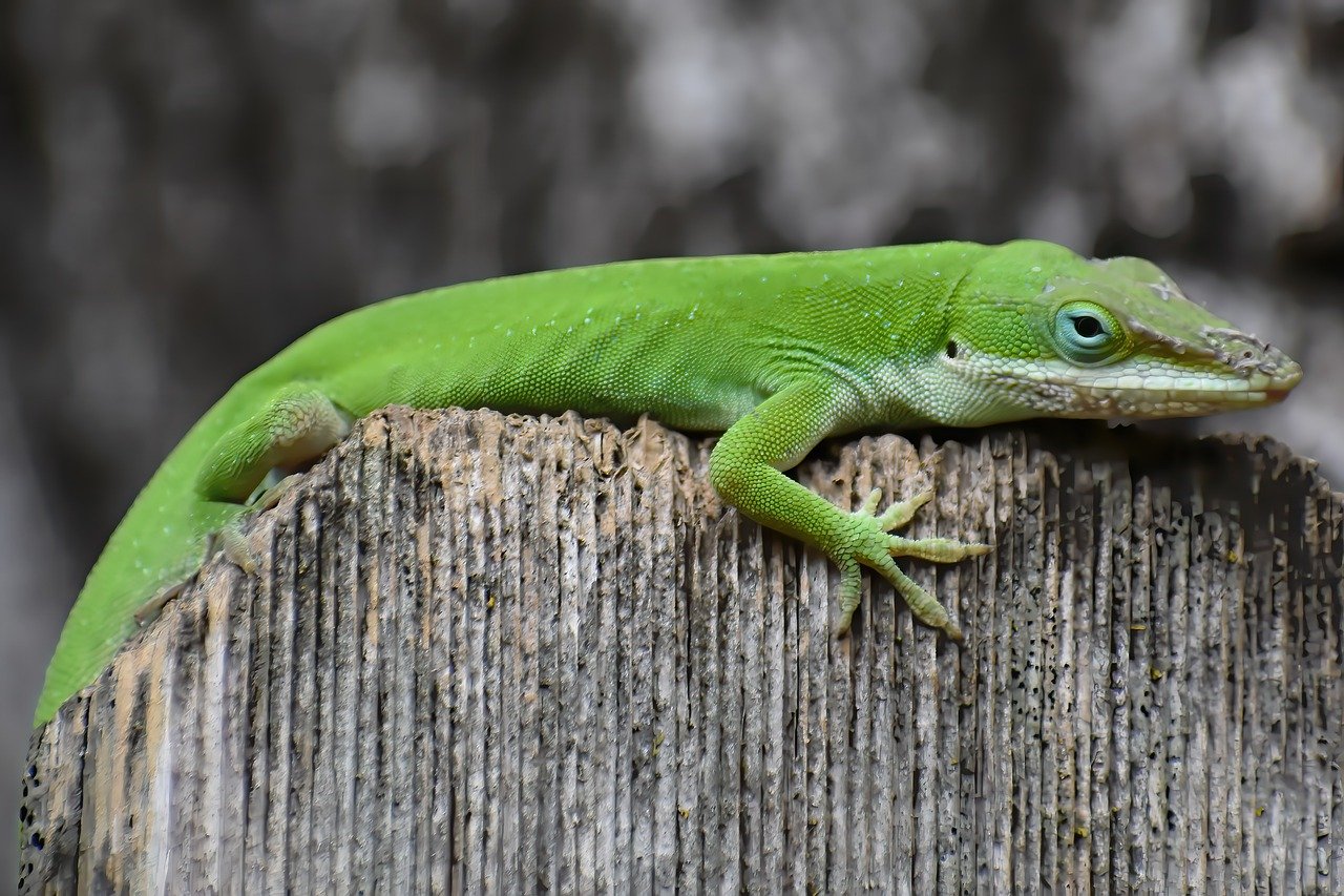 Green Anole (Anolis carolinensis)