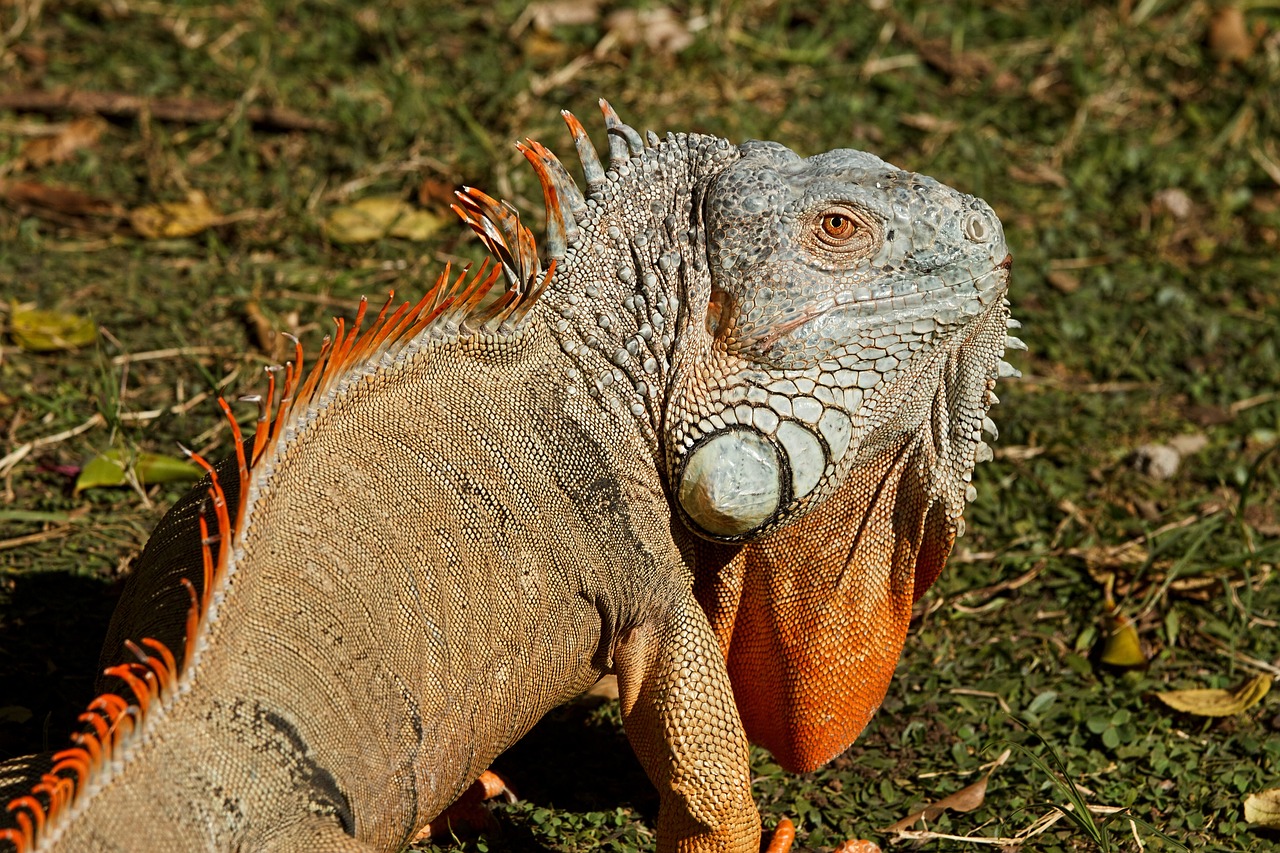 Iguana (Iguana iguana)