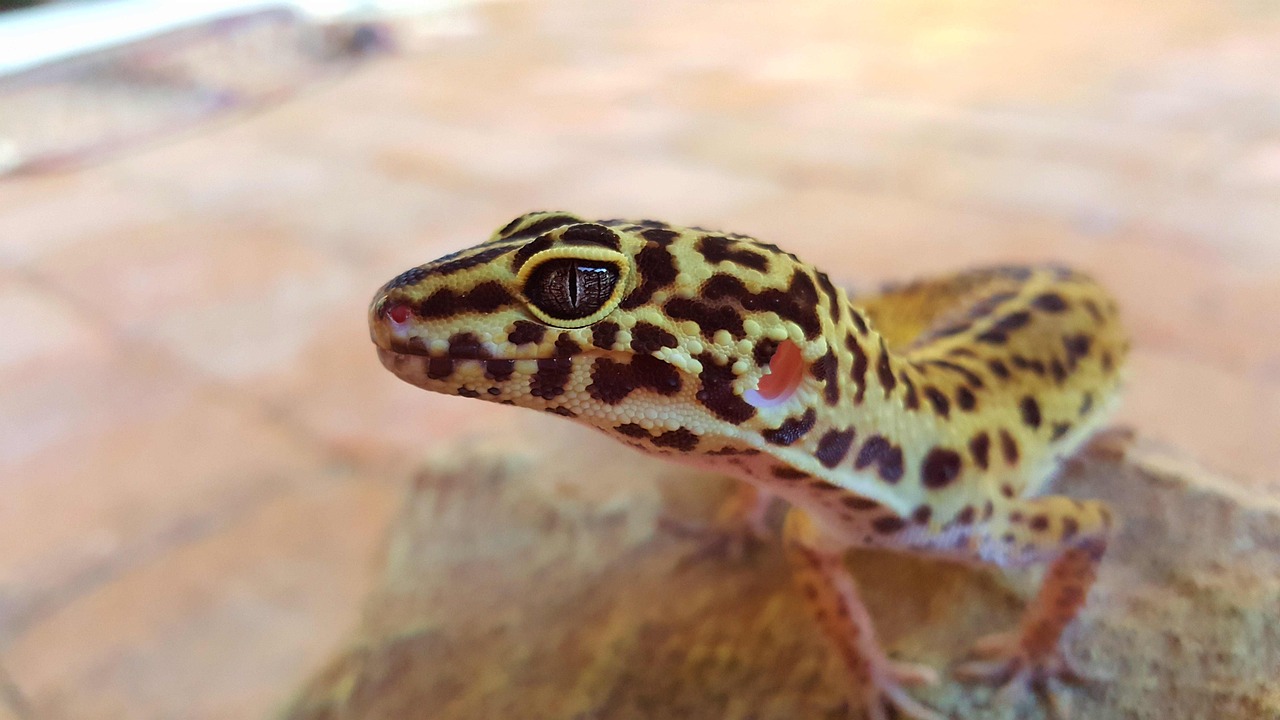 Leopard Gecko (Eublepharis macularius)