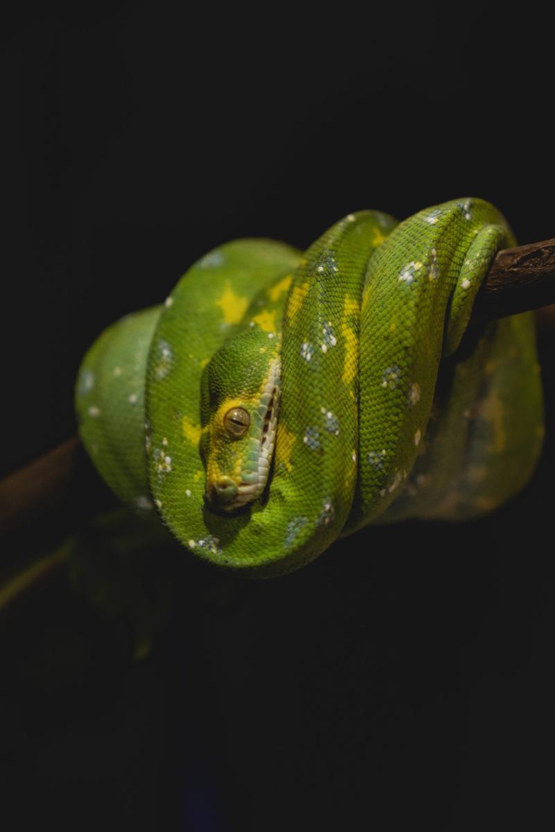 Green Tree Python (Morelia viridis)