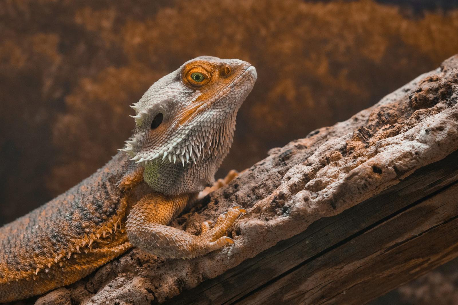 Bearded Dragon (Pogona vitticeps)