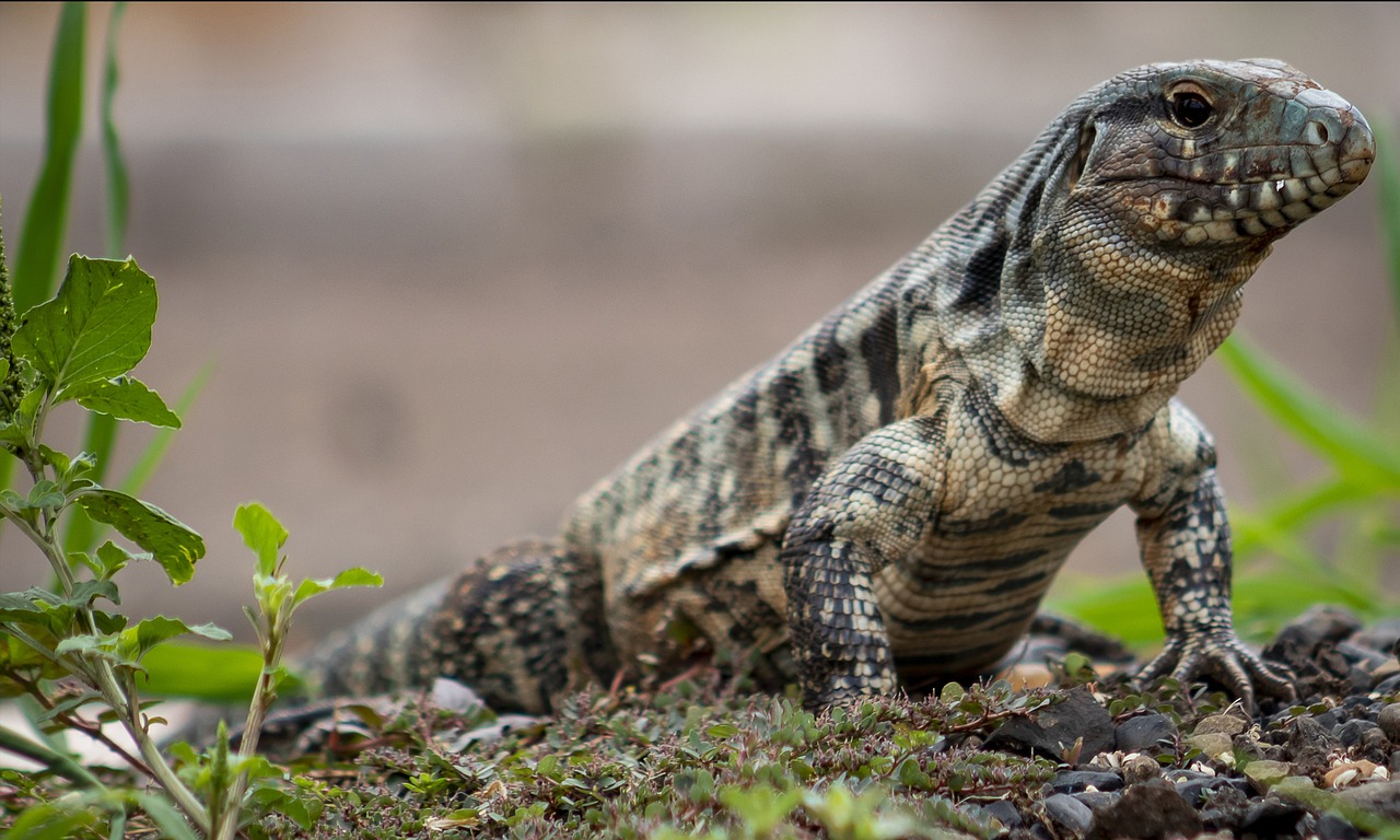 Tegu (Salvator spp.)